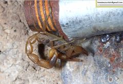 Olivierus martensii