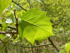 Crataegus macrosperma