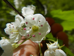 Crataegus macrosperma