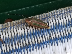 Buprestis striata