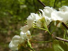 Crataegus macrosperma