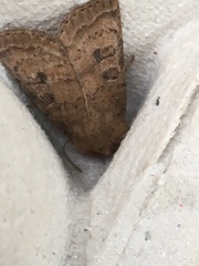 Hoplodrina octogenaria