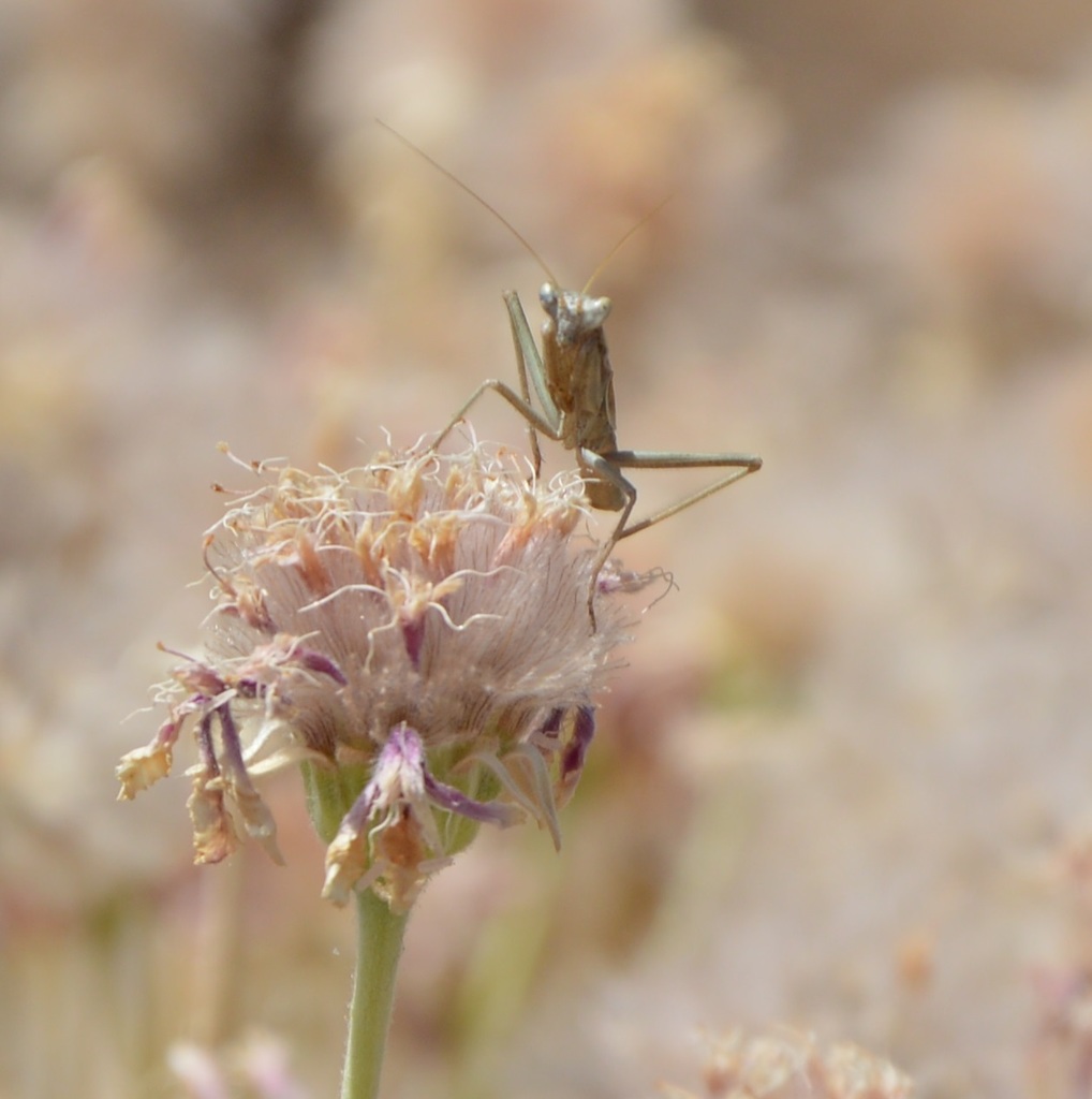 Teydean Dwarf Mantis