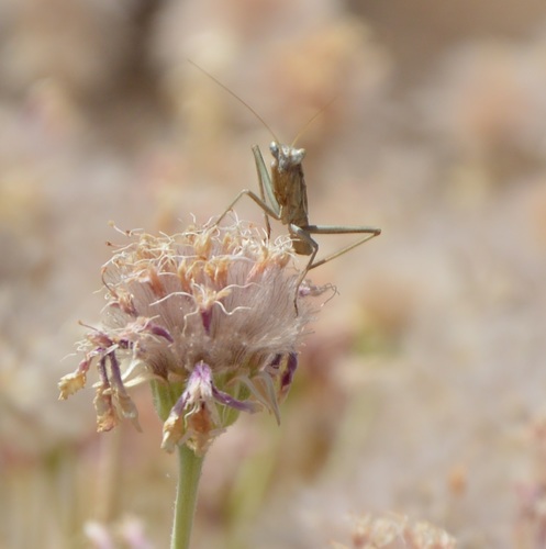 Teydean Dwarf Mantis