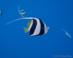 Heniochus diphreutes