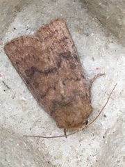 Hoplodrina octogenaria