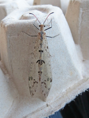 Dendroleon obsoletus