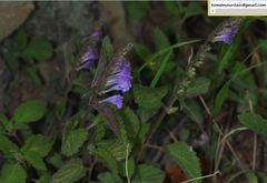 Scutellaria pekinensis