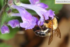 Scutellaria pekinensis
