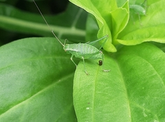 Leptophyes punctatissima