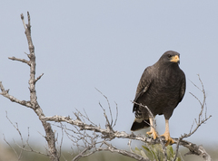 Cuban Black Hawk photo 3