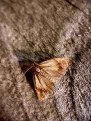 Protodeltote albidula