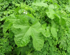 Cnidoscolus urens