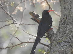 Phoeniculus purpureus angolensis