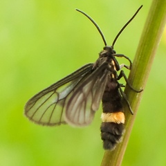 Psichotoe duvaucelii