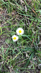 Bellis perennis