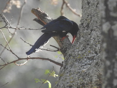 Phoeniculus purpureus angolensis