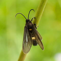 Psichotoe duvaucelii