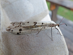 Dendroleon obsoletus