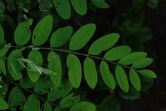 Robinia viscosa