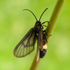 Psichotoe duvaucelii