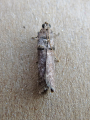 Acrobasis caryae