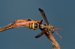 Polistes badius