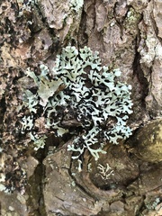 Hypogymnia incurvoides
