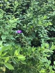 Ipomoea indica image