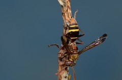Polistes badius