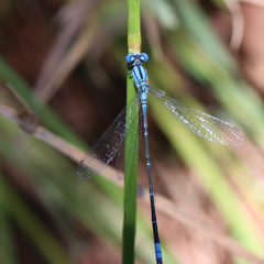 Pseudagrion cingillum