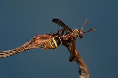 Polistes badius