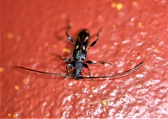 Ectosticta cleroides