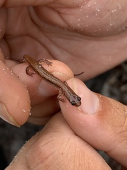 Eurycea quadridigitata