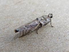 Acrobasis caryae