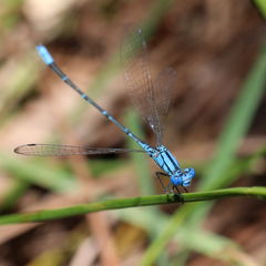 Pseudagrion cingillum