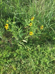 Coreopsis basalis