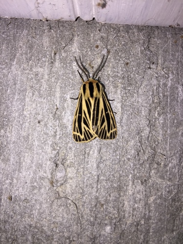 Little Virgin Tiger Moth photo 6