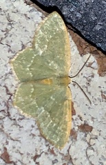 Thalera pistasciaria