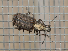 Meconemus impressicollis