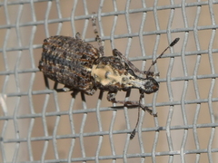 Meconemus impressicollis