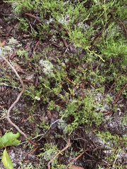 Polygonum dentoceras