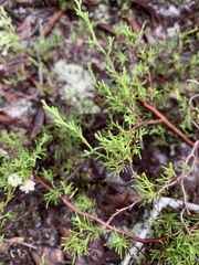 Polygonum dentoceras