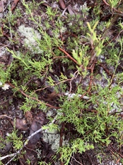 Polygonum dentoceras