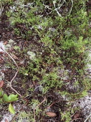 Polygonum dentoceras