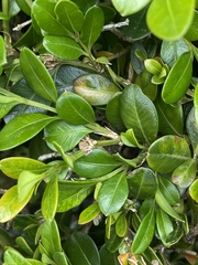 Monarthropalpus flavus