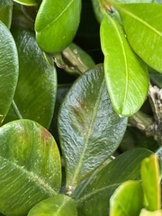 Monarthropalpus flavus