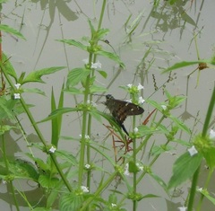 Urbanus proteus