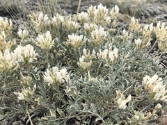 Astragalus dilutus