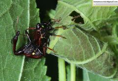 Trachelophorini